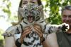 Foto: Redek, a neizmerno ljubek - mali sibirski tiger se predstavi