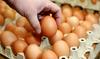Jajca, ki bi lahko bila okužena s fipronilom, umaknjena s slovenskega trga