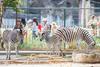 Egiptovski živalski vrt je osla 