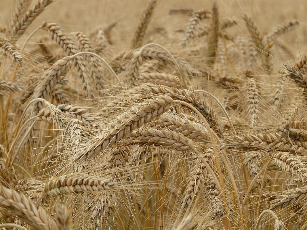 Ukrajina in Rusija sta med največjimi izvoznicami pšenice na svetu, pri čemer se večina ukrajinske pšenice izvozi poleti in jeseni. (Fotografija je simbolična.) Foto: Pixabay