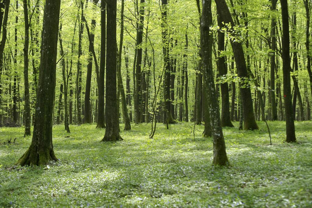 Slovenski gozdovi imajo dobro ohranjenost habitata. Na fotografiji bukov gozd. Foto: BoBo