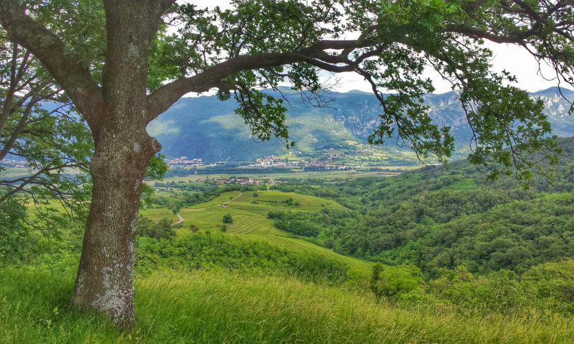 Vipavska dolina se ponaša z izjemnimi podnebnimi in geološkimi pogoji. Foto: MMC RTV SLO/Kaja Sajovic