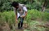 ZN: V zadnjem letu 50-odstotno povečanje zemlje za gojenje koke v Kolumbiji
