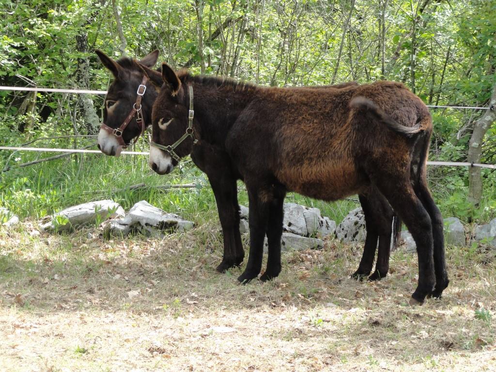 Osel, koliko tovora lahko neseš?