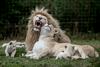 Foto: Izjemno redka družinska idila - lev, levinja in njuni peterčki