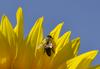Čebelarji spodbujajo setev sončnic