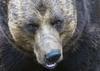 Rjavi medved v Italiji napadel sprehajalca, v Franciji pognal v smrt 200 ovac