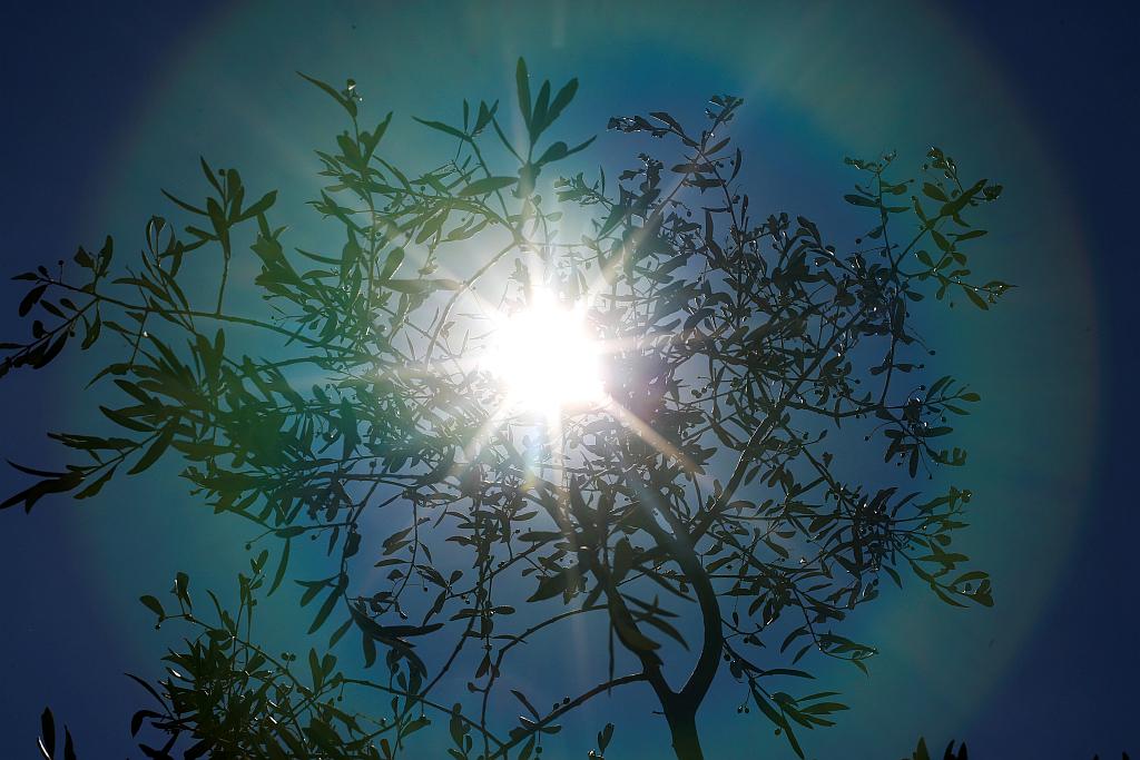 Sonce, ki pripeka skozi drevesno krošnjo. Foto: Reuters