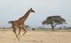Tiho izumiranje žiraf, ki jih je v divjini ostalo manj kot 100.000