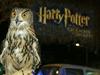 Vsi bi radi svojo Hedwig - zaradi Harryja Potterja se sovam slabo piše