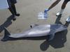 V Španiji kopalci do smrti izmučili mladiča delfina