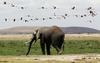 V Tanzaniji ubili znanega zaščitnika slonov