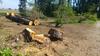 Zaradi neurja v mariborskem botaničnem vrtu odstranili več kot 100 dreves