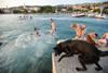 Foto: Bar, kjer se psi po plavanju lahko okrepčajo s pivom