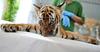 Video: Zaseženi tigrček je v odličnem stanju, tudi zobki mu že rastejo