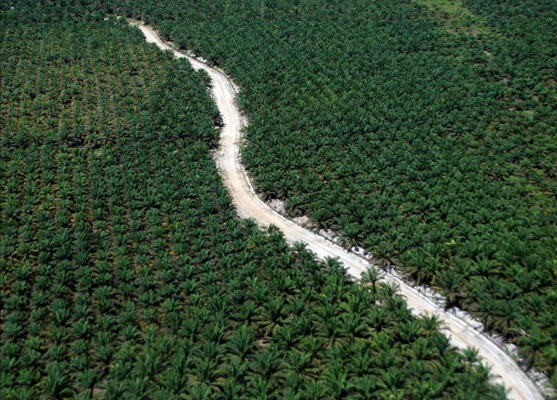 Ogromne plantaže oljnih palm na Sumatri v Indoneziji. Nekatere so velike tudi 30.000 hektarjev. Foto: Reuters