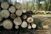Na licitaciji lesa več lepih javorjev rebrašev, prvič hlodovina tudi iz državnih gozdov