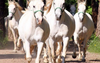 V Lipici še vedno manjka 200 ton sena za konje