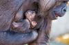 Foto: Veselje in pol - ogrožena vrsta gorile bogatejša za enega člana