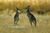 Zaradi preveč kengurujev Avstralce pozivajo, naj jih - pojedo