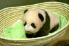 Foto: Po 100 dneh mala panda le dobila 