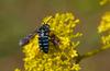 Video: Modre čebele, prinašalke sreče
