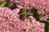 V Sloveniji veliko čebelarjev, a malo medu