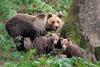 Raziskava: Populacija medvedov se je v osmih letih povečala za tretjino