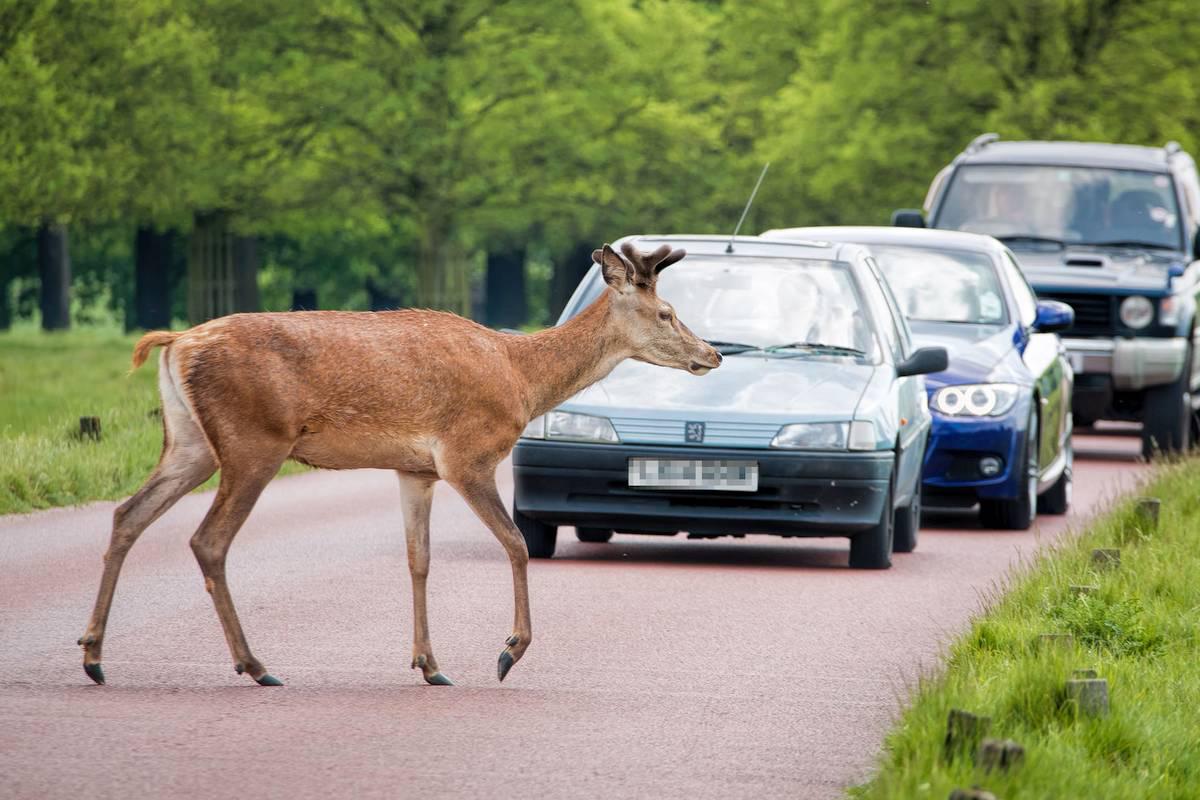 Če je cesto prečkala ena žival, je lahko za njo še katera. Foto: Newspress