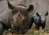 Video: Razigrana nosoroginja prinaša upanje za svojo vrsto