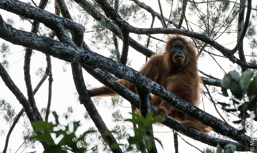 Tapanulski orangutan je že med najbolj ogroženimi vrstami na svetu. Foto: Maxime Aliaga