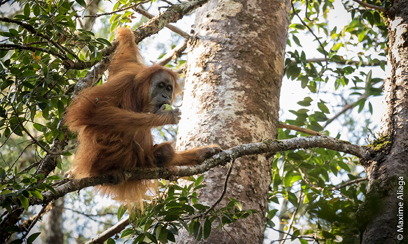 Tapanulski orangutan, Pongo tapanuliensis