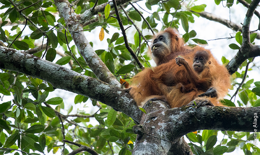 Tapanulski orangutan, Pongo tapanuliensis
