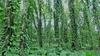 EU med glavnimi krivci za krčenje tropskega gozda
