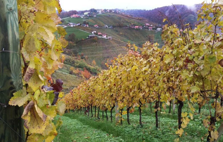Pogled na jesenske vinograde na Dolenjskem, kjer imajo Frelihi sedež. Foto: MMC RTV SLO/Kaja Sajovic