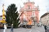 Foto: Novoletna smreka Melania dobila naslednico na Prešernovem trgu