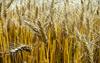 Dogovorjena cena pšenice: Najboljša kakovost po 185 evrov na tono