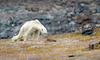 Pretresljiv posnetek shiranega severnega medveda simbol podnebne krize