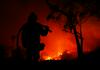Kalifornija: V požarih uničena večina pridelka avokada
