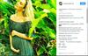 Candice Swanepoel še nedavno v kopalkah na modni reviji, zdaj z zaobljenim trebuščkom
