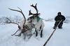 Norveška laponskemu rejcu ukazala odstrel 41 severnih jelenov