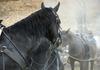 Inšpekcija na Gorenjskem odkrila nezakonita zakol konj in prodajo mesnih izdelkov