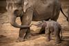 Video: Najlepše božično darilo - nova slonja zvezda v živalskem vrtu