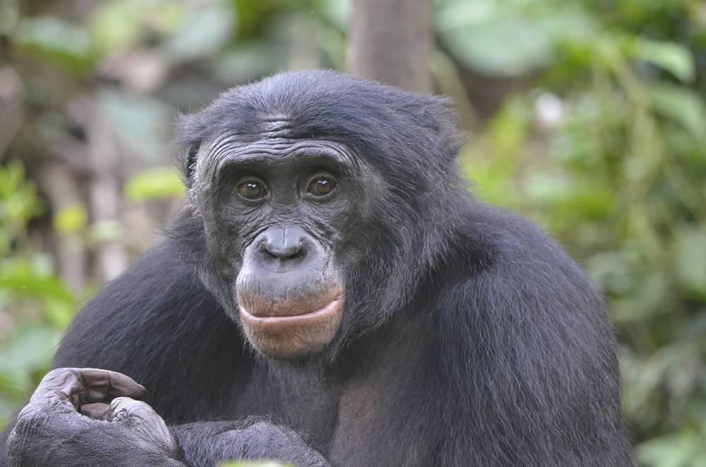 Fizi, eden izmed pritlikavih šimpanzov v zavetišču Lola Ya Bonobo. Foto: Duke University/Christopher Krupenye