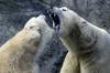 Norveško ministrstvo s posmehom nad opozorila o lačnih medvedih