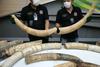Tajska policija aretirala enega najzloglasnejših tihotapcev s slonovino