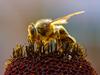 EU ščiti čebele: Prepoved uporabe treh pesticidov