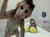 Video: V kitajskem laboratoriju prvič uspešno klonirali opici