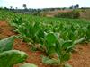Razcvet organskega kmetovanja na Kubi