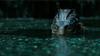 Guillermo del Toro obtožen plagiatorstva v Obliki vode